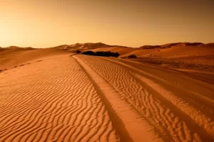 Animais que vivem no deserto