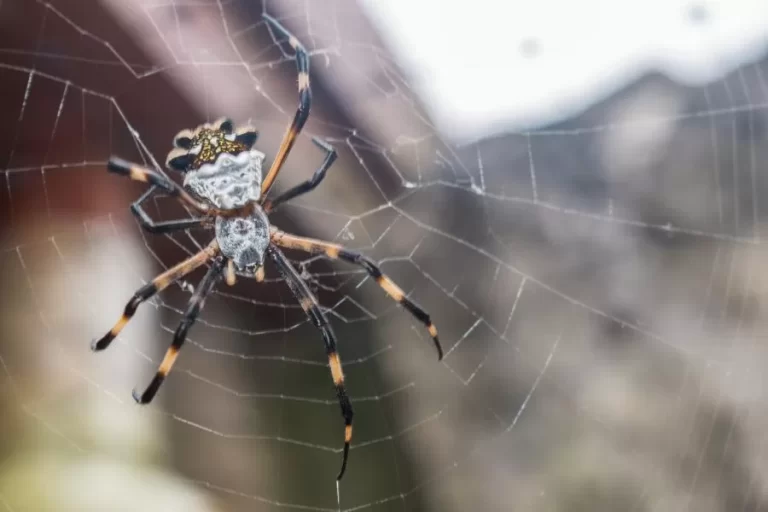 Aranha-de-prata: conheça mais sobre essa fascinante aranha