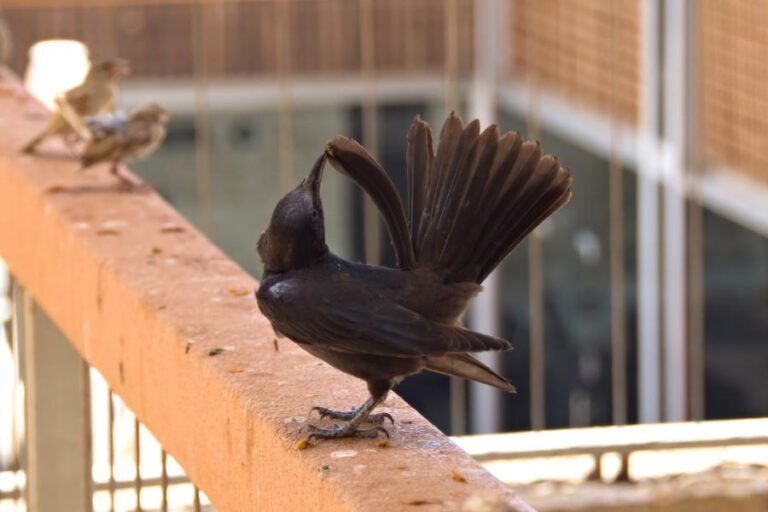 Aves dançantes: os rituais de acasalamento - Imagem: Canva Pró.