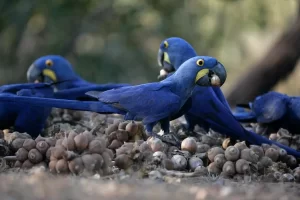 Aves que falam seu próprio nome um encanto da natureza