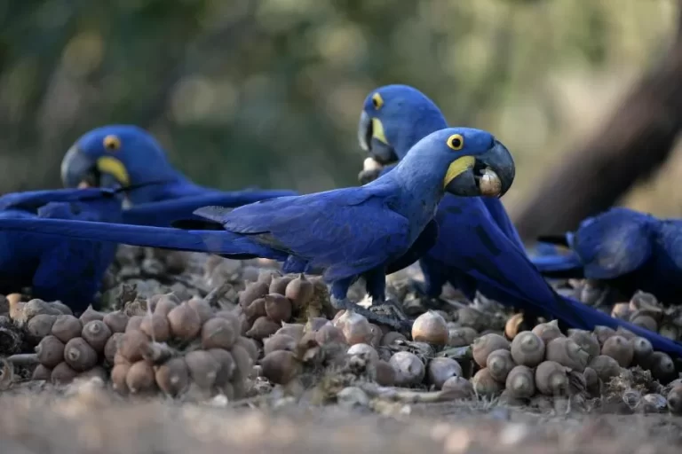 Aves que falam seu próprio nome um encanto da natureza