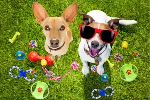 Brinquedos para cachorros: segurança em primeiro lugar - Imagem: Canva Pró