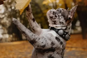 Bulldog francês merle: pelagem única e marcante