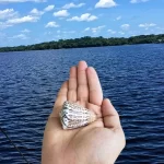 O caracol de cone beleza e perigo no fundo do mar