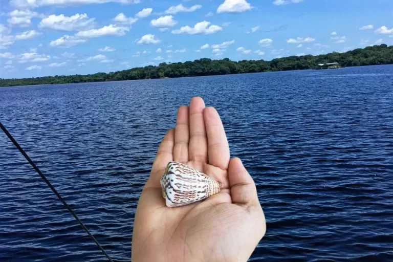 O caracol de cone beleza e perigo no fundo do mar