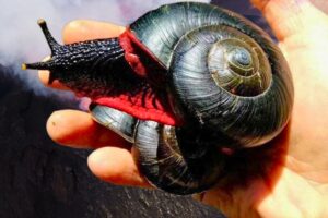 Caracol-do-vulcão: a incrível resistência do molusco de ferro - Imagem: Canva Pró.