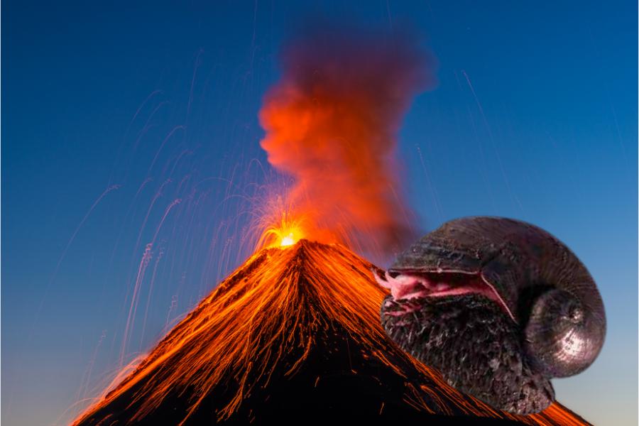 Caracol-do-vulcão: a incrível resistência do molusco de ferro