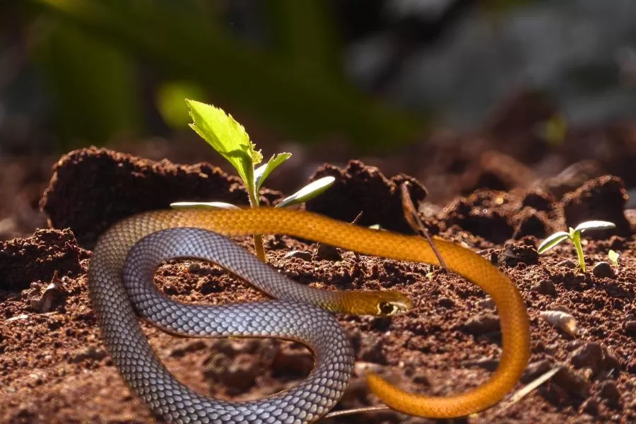 Uma nova espécie de cobra venenosa descoberta na Austrália