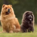 Conheça mais sobre a raça Chow Chow: um cão de personalidade única