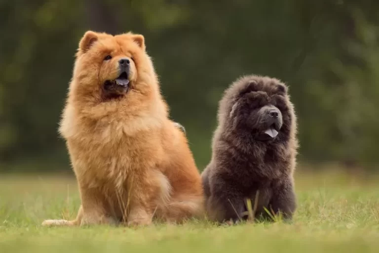 Conheça mais sobre a raça Chow Chow: um cão de personalidade única