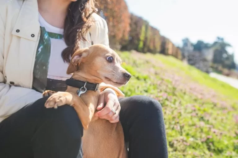 Como acalmar um cachorro assustado