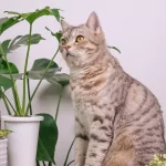 Como afastar os gatos das plantas