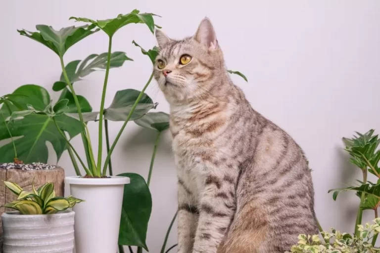 Como afastar os gatos das plantas