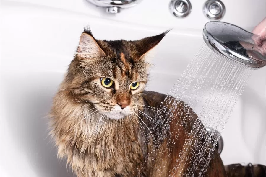 Como dar banho no gato?