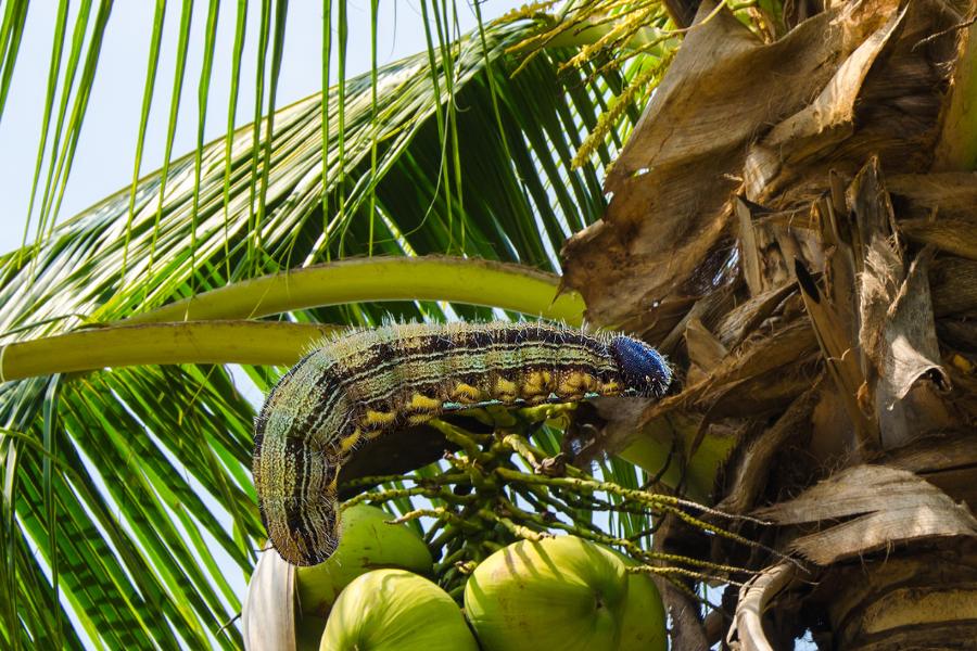 Como eliminar lagartas e mandruvá das palmeiras