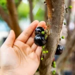 Como fazer para o pé de jabuticaba segurar o fruto