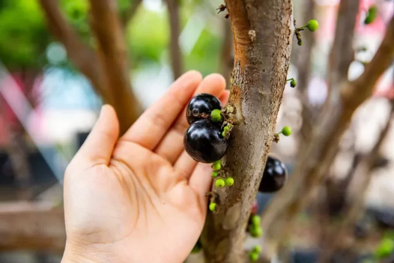 Como fazer para o pé de jabuticaba segurar o fruto