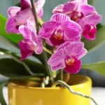 Como plantar orquídeas corretamente