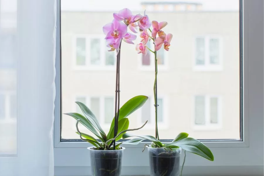 Como plantar orquídeas corretamente