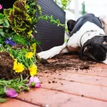 Como proteger sua horta dos animais de estimação