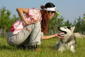 Coprofagia canina: entendendo esse comportamento