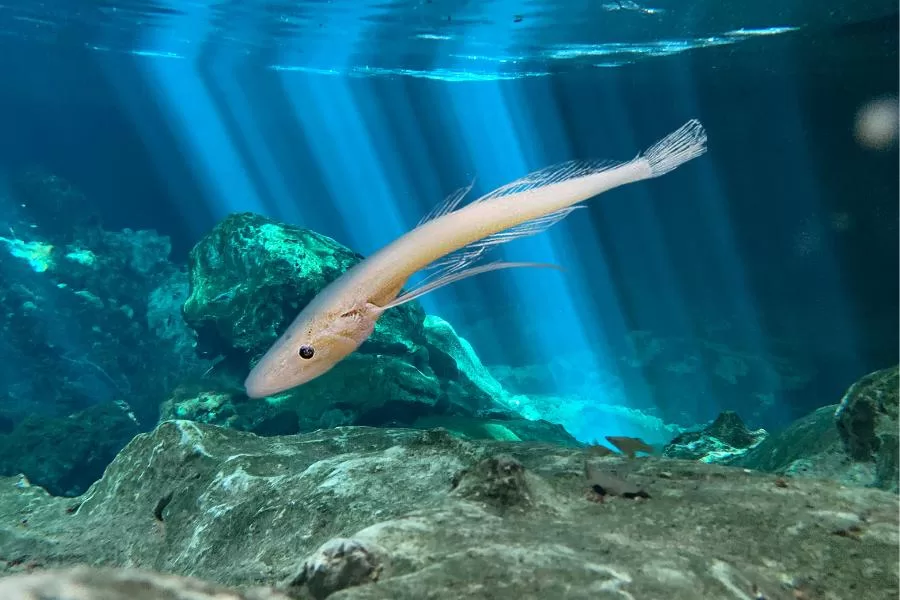 Golomianka: o pequeno e fascinante peixe transparente