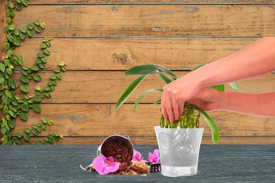Como plantar orquídeas corretamente