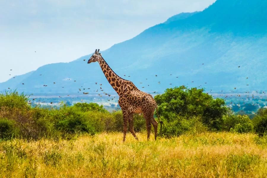 Girafa: encantadora criatura das alturas