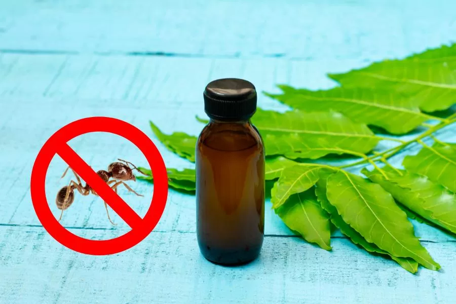 Controle de formigas com óleo de neem