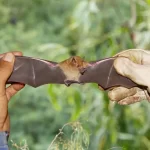 Morceguinho-do-cerrado: conheça essa pequena e fascinante espécie