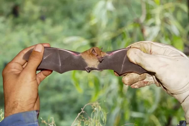 Morceguinho-do-cerrado: conheça essa pequena e fascinante espécie