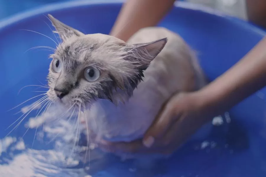 Como dar banho no gato?