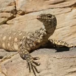 O fascinante lagarto monitor: conheça suas características