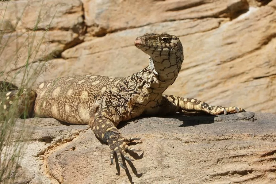 O fascinante lagarto monitor: conheça suas características