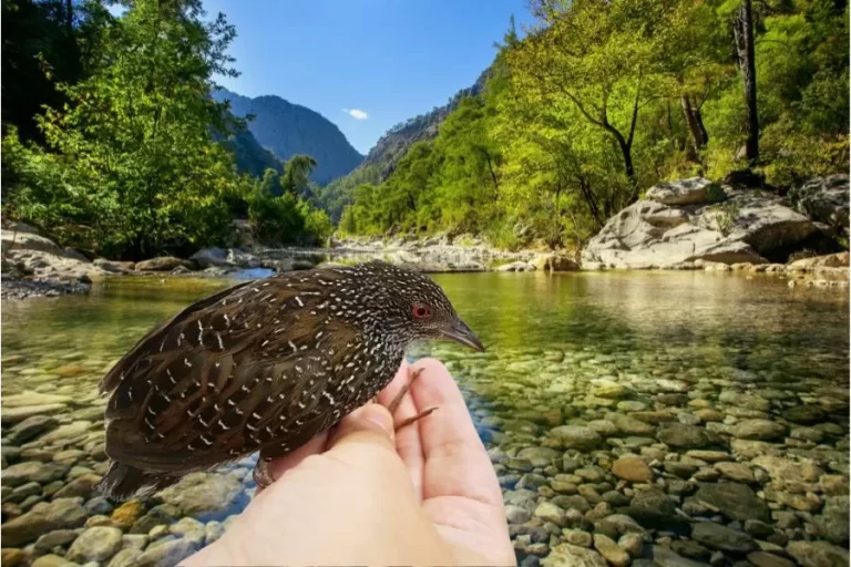 Pinto-d'água-carijó: o pequeno e ágil habitante dos rios