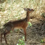 O caxine: um antílope africano