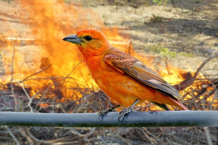 Sanhaço-de-fogo: um pássaro vibrante e colorido