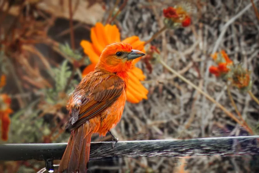 Sanhaço-de-fogo: um pássaro vibrante e colorido
