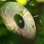 Aranha: mestra tecelã e suas fascinantes teias