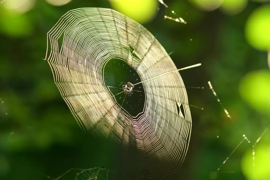 Aranha: mestra tecelã e suas fascinantes teias