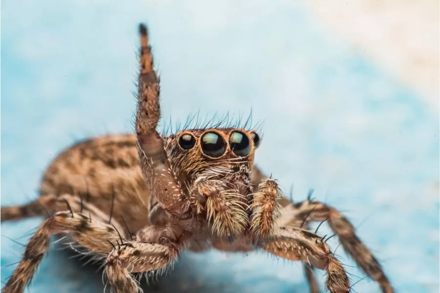 Aranha: mestra tecelã e suas fascinantes teias