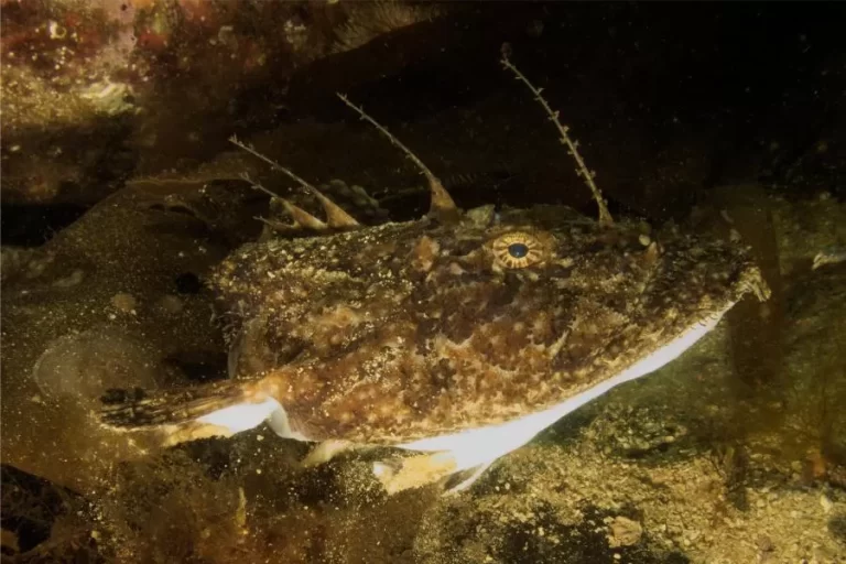 Peixe Sapo: descobrindo o mistério das profundezas