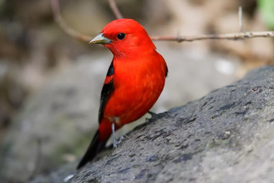 Sanhaço-escarlate: um pássaro de beleza deslumbrante