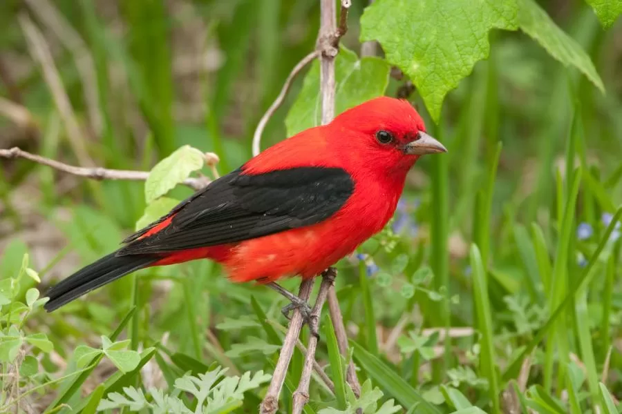 Sanhaço-escarlate: um pássaro de beleza deslumbrante