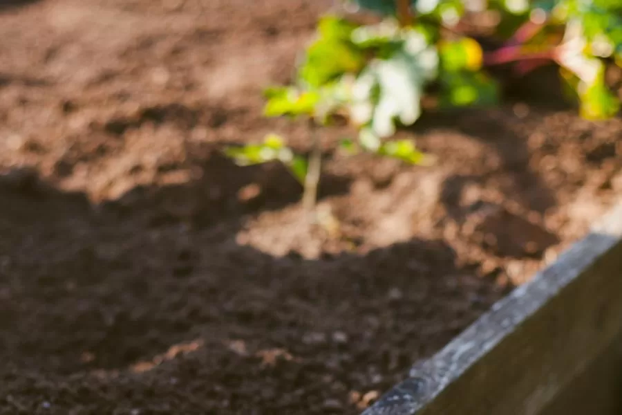 Borra de café no jardim: conheça o segredo para um plantio livre de pragas