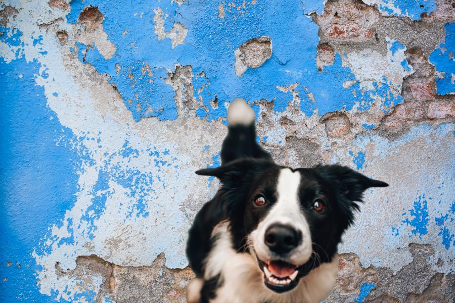 O mistério revelado: por que cachorro come reboco de parede?