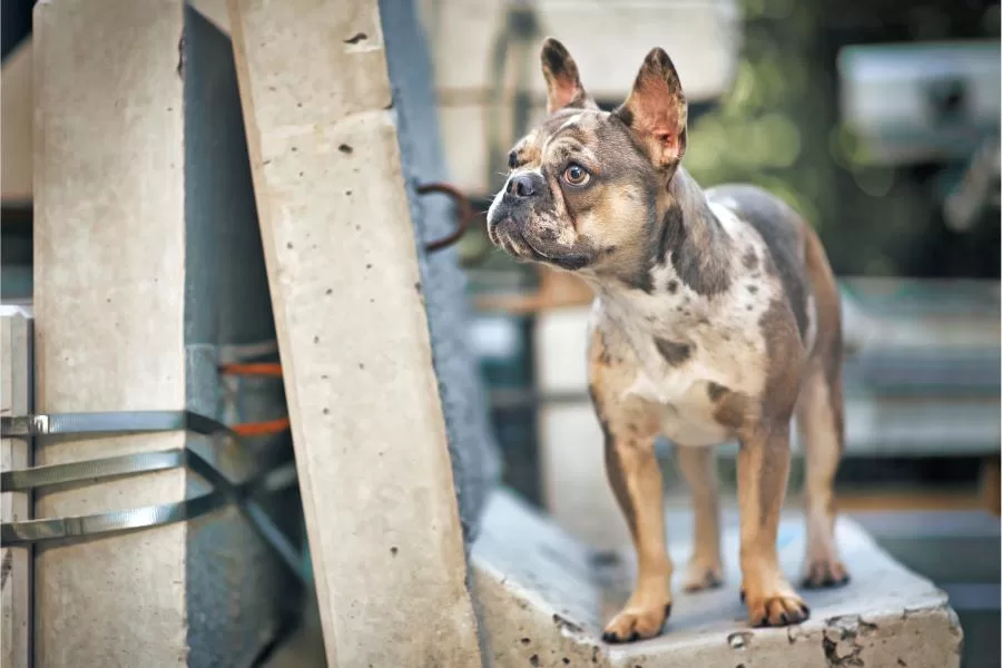 Bulldog francês merle: pelagem única e marcante