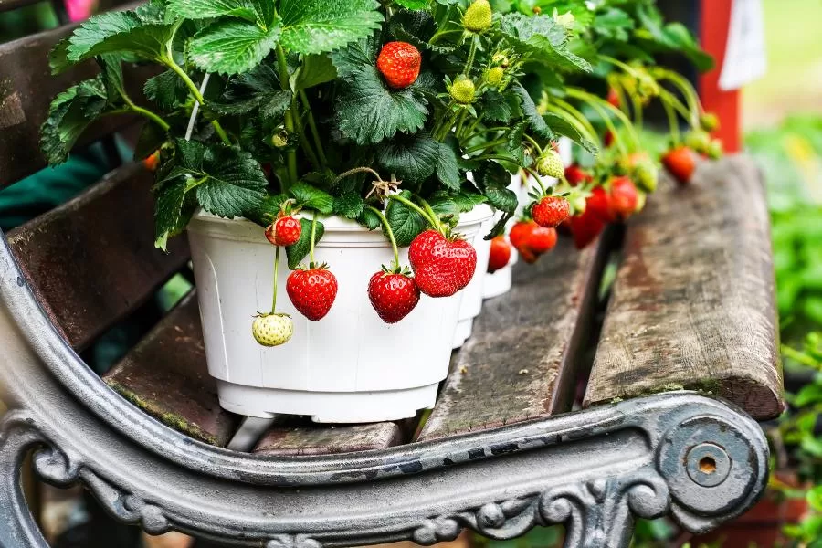 Aprenda como plantar morango em vasos?