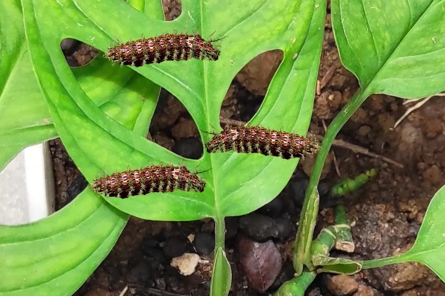 Taturana-oblíqua: uma lagarta fascinante e perigos