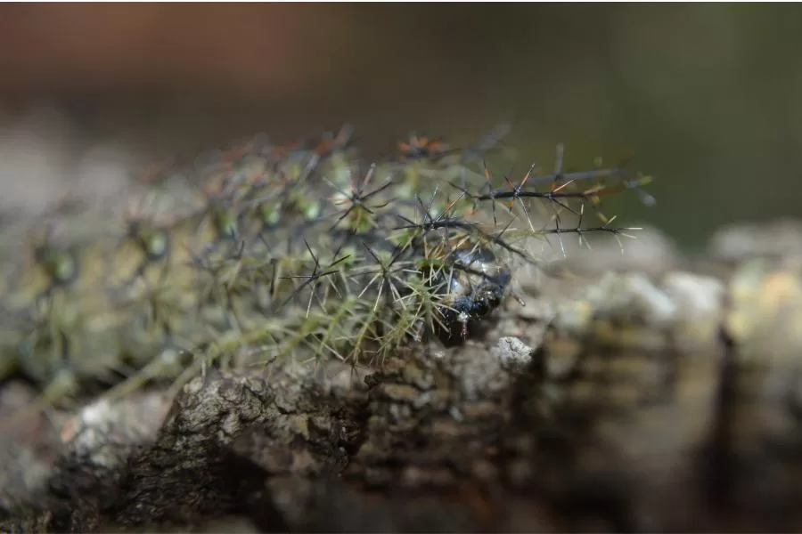 Taturana-oblíqua: uma lagarta fascinante e perigosa